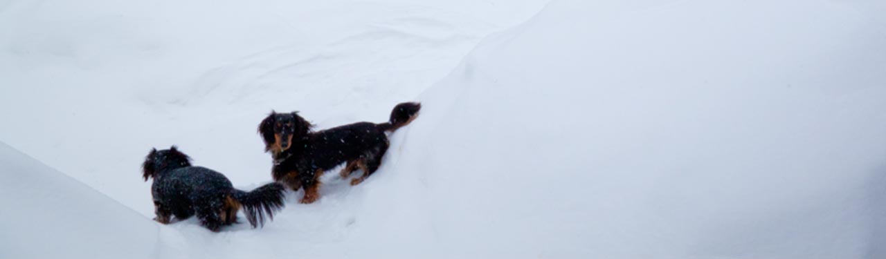 2 long-haired, black and tan miniature dachshunds cropped