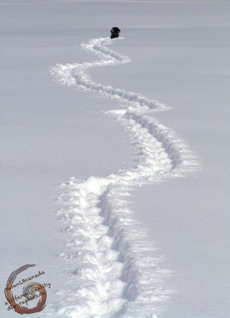 snow trail with tiny mini-dachshund at far end