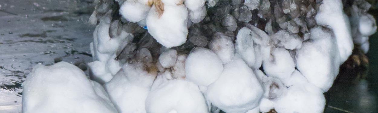 cropped: snowballs
