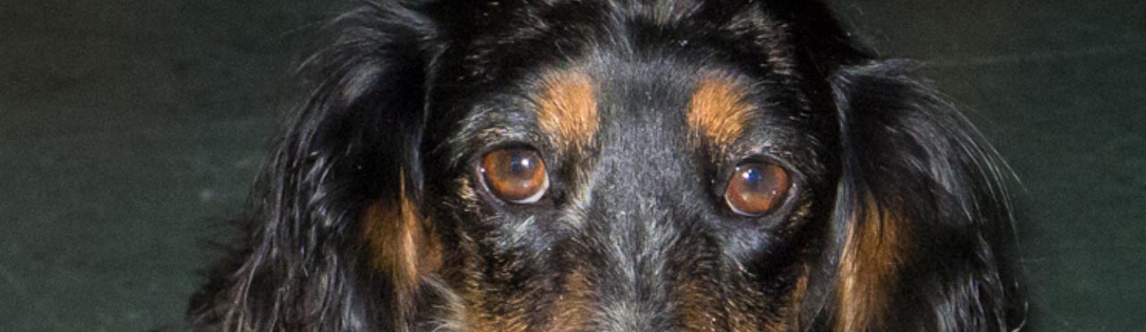 cropped: annoyed Dachushed eys