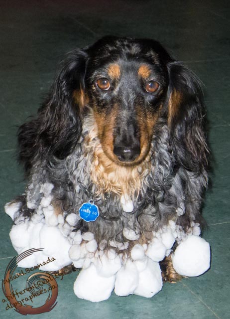 long haired dachshund with big snowballs in fur, facing camera