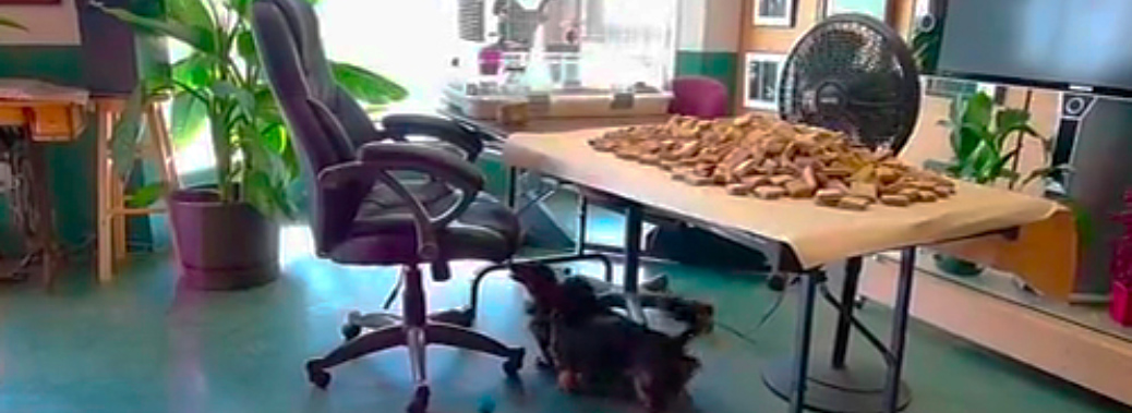 image capture of desk, dachshund, and bickies