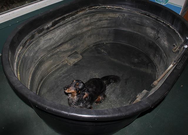 long-haired miniature dachshund in empty black stock stank, inside home
