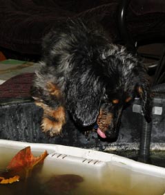 black and tan long-haird dachshund on edge of horse trough