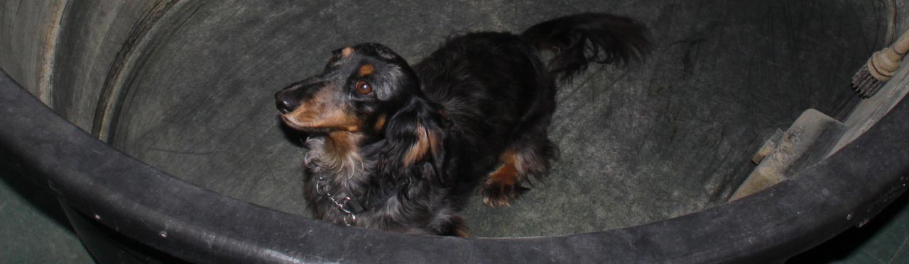 cropped image: dachund in a horse trough