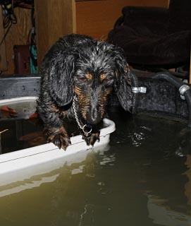 black and tan long-haird dachshund on edge of waterlily tub