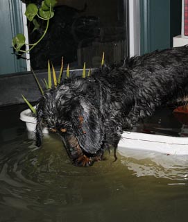 black and tan long-haird dachshund on edge of waterlily tub