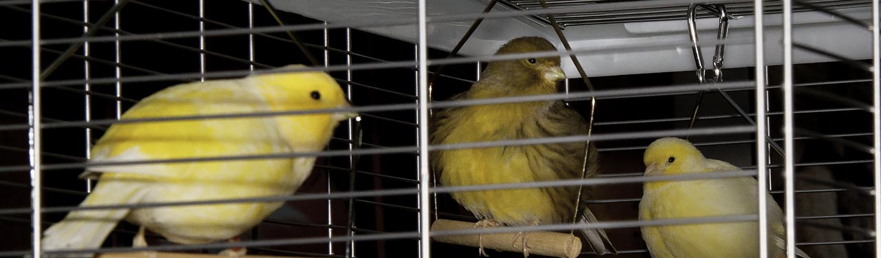 cropped image: 3 canards siting on swings