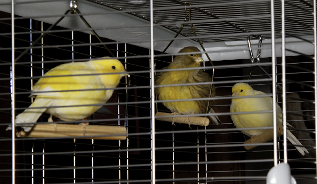 2 yellow and 1 brownish yellow canaries