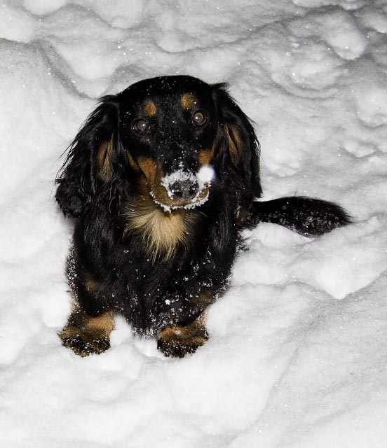 black/tan long-haired mini-dachshund, evening, falling snow