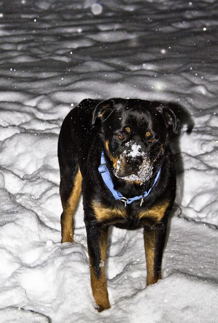 rottweiler facing camera, evening falling snow
