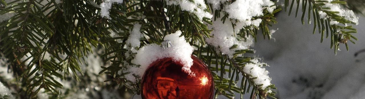 cropped image: snowy fir branches, red bauble