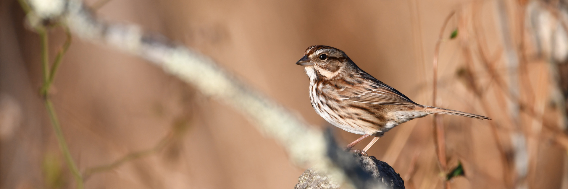 small brown bird on branch