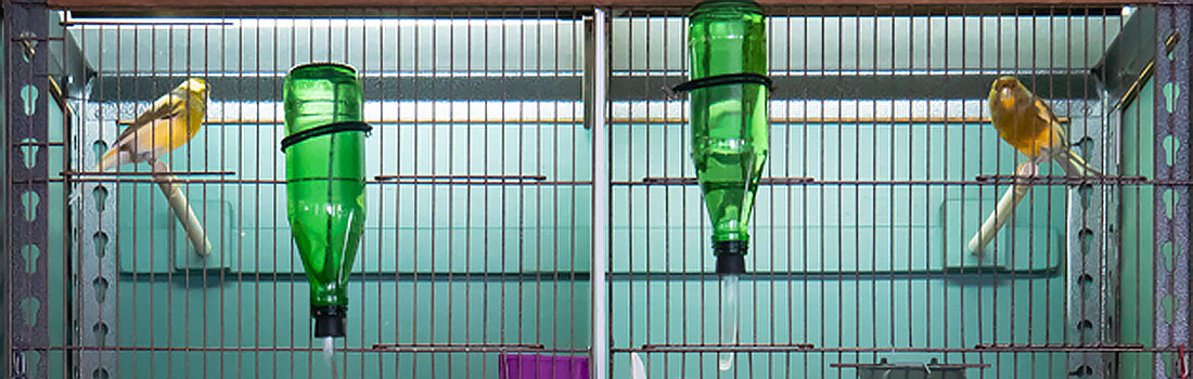 close-up: one tier of new canary with variegated bird yellow birds