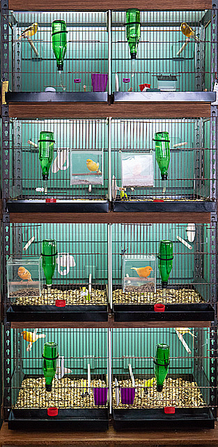 all four tiers and the residents