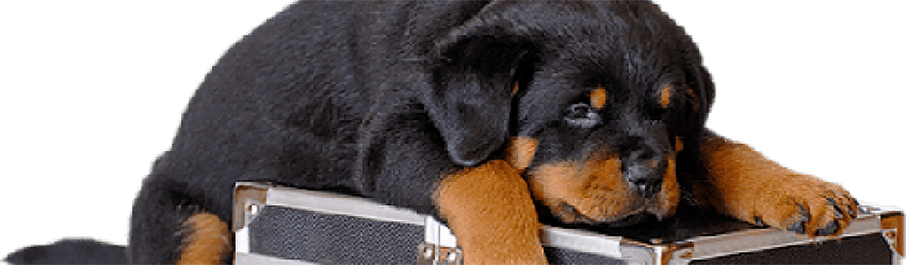 graphic of a rottie laying on a camera case
