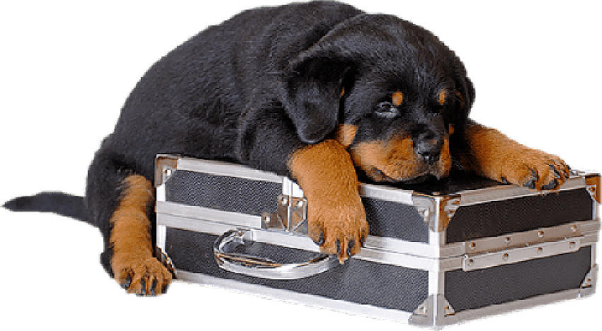 graphic rottie puppy on camera case