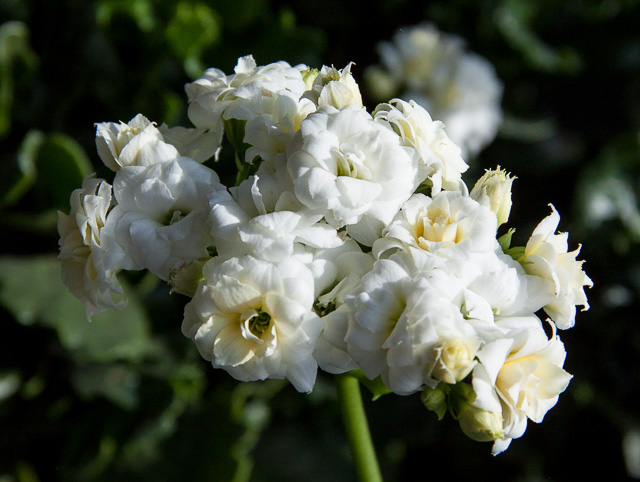 close-up: white flowers of a kalanchoe