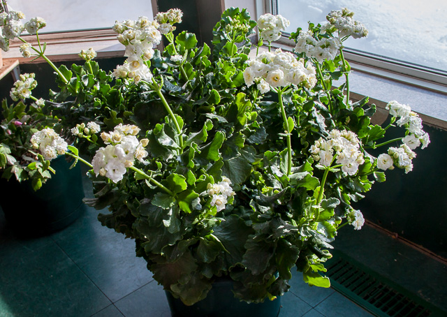 kalanchoe with white flowers in bay window