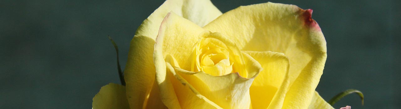 cropped: single yellow long-stemmed rose