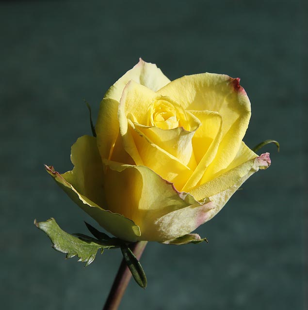 close-up: single yellow rose