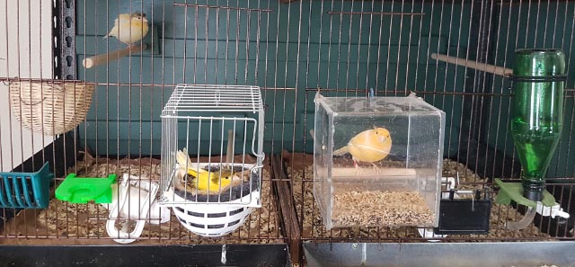 looking in cage Lily on nest, Minstral in feeder, chick on upper perch