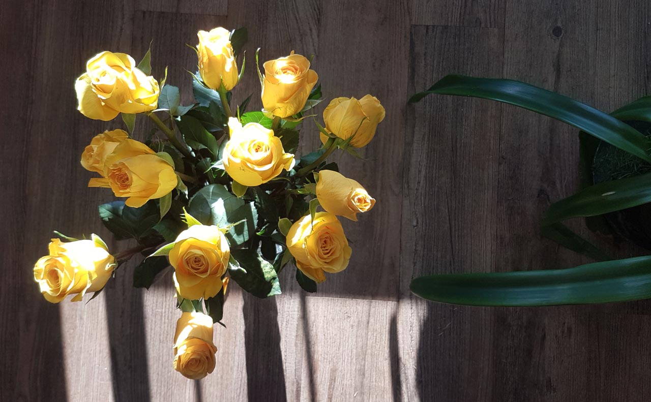 bouquet of yellow roses in sunlight captured from above