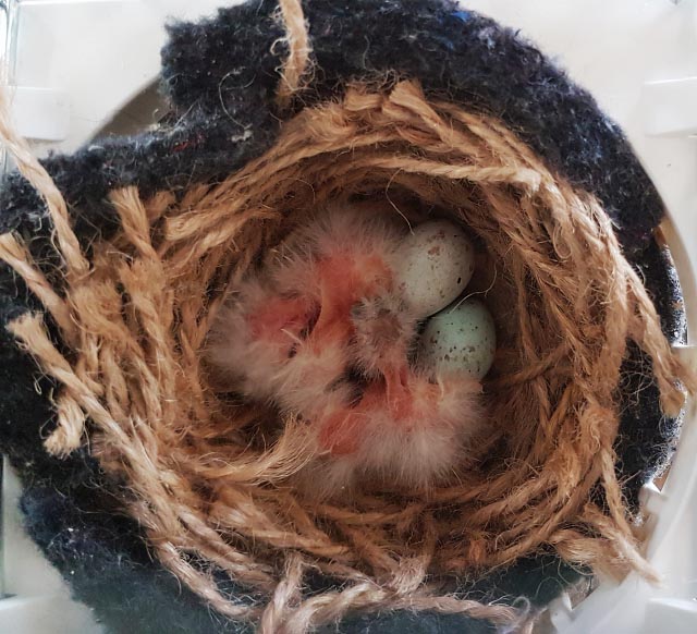 4 newly hatched canaries in nest with unhatched eggs