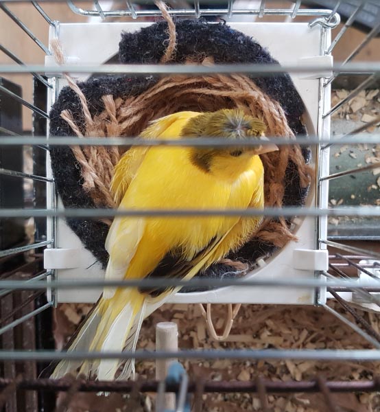varigated, crested canary in wire and plastic nest