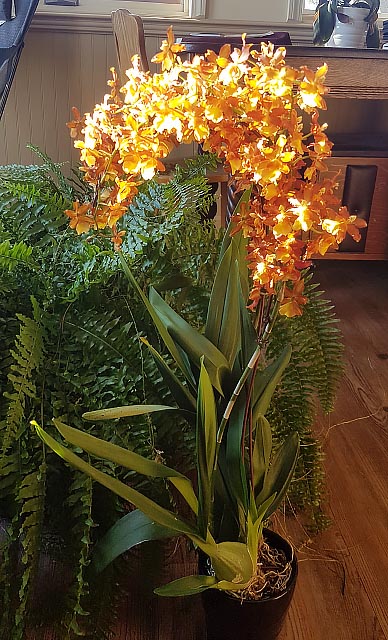 tall cymbidium orchid golden flowers