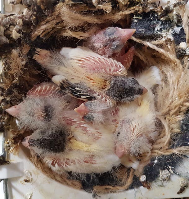 completely full nest with six baby canaries