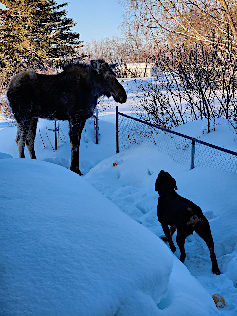 Moose & Rottweiler Chewie, snow chainlink fense, trees