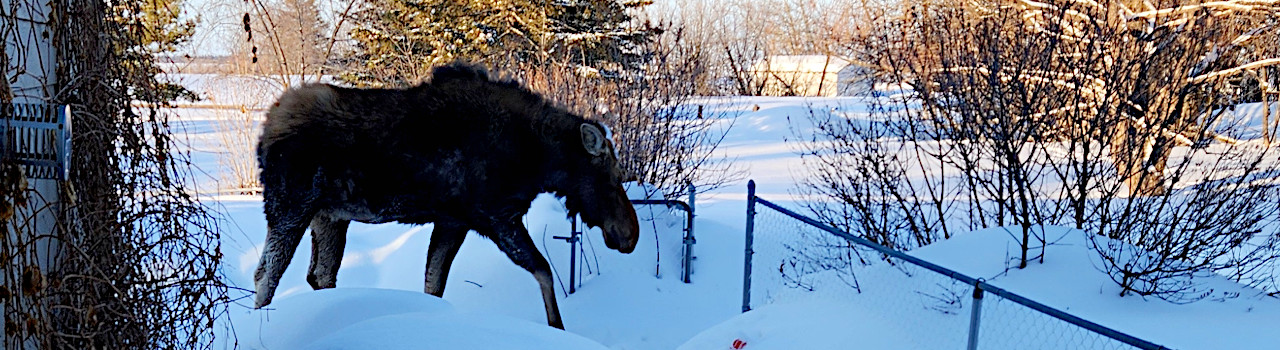 cropped: moose right up closed beside house; piles of snow; sunlight trees in background 